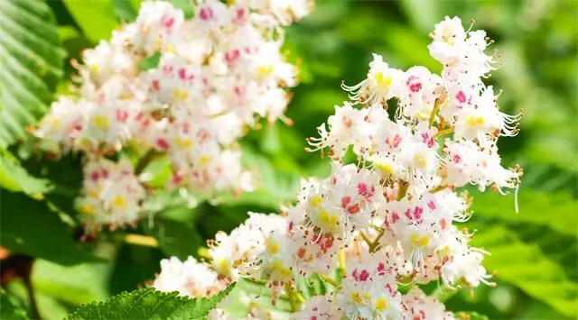 White Chestnut Fiori di Bach: un rimedio naturale per la mente inquieta - Come si prende White Chestnut white chestnut fiori di bach - Come si prende White Chestnut