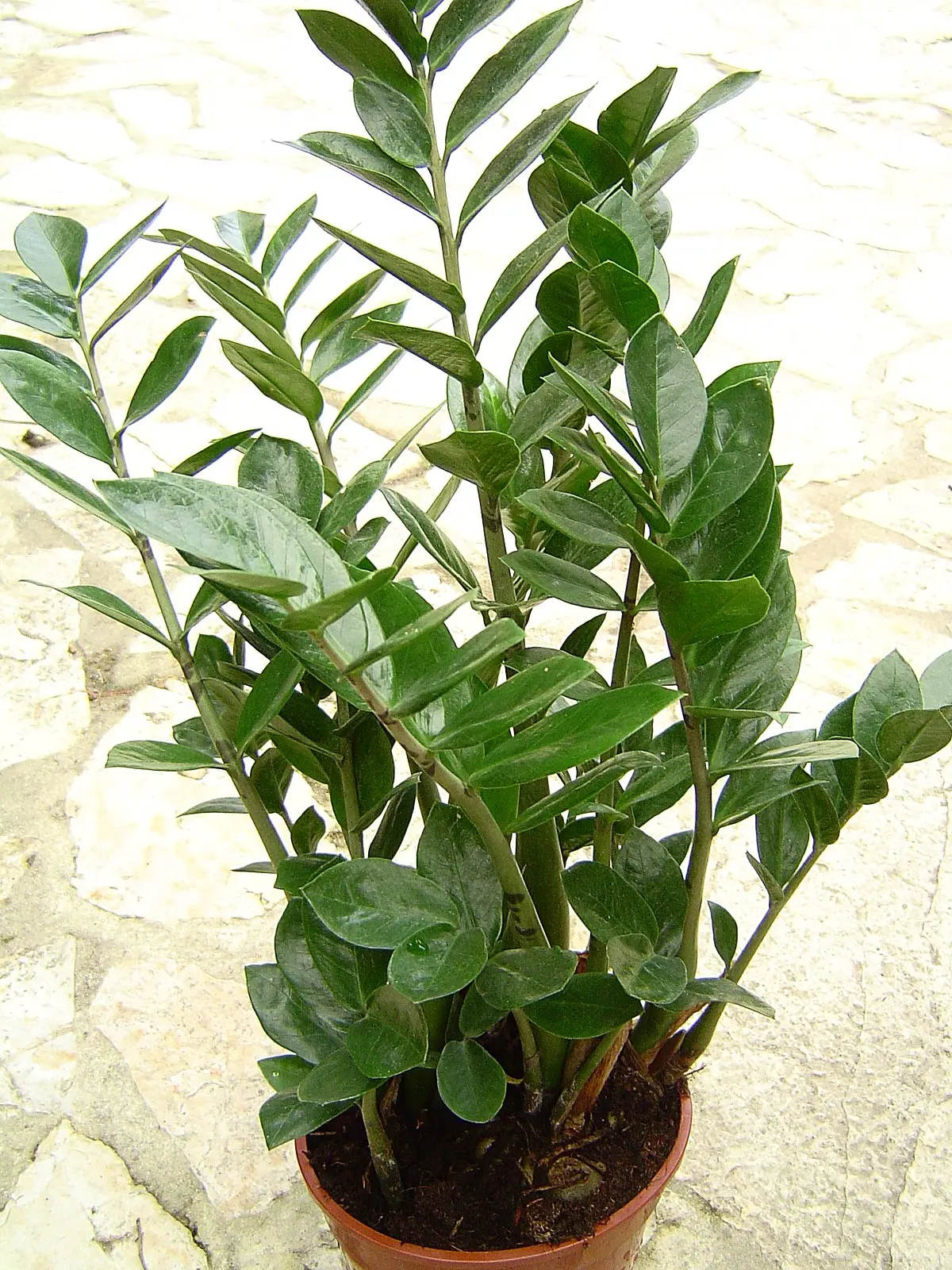 Zamioculcas Fiori: La Pianta Perfetta per la Tua Casa - Come si riproduce la Zamioculcas zamioculcas fiori - Come si riproduce la Zamioculcas