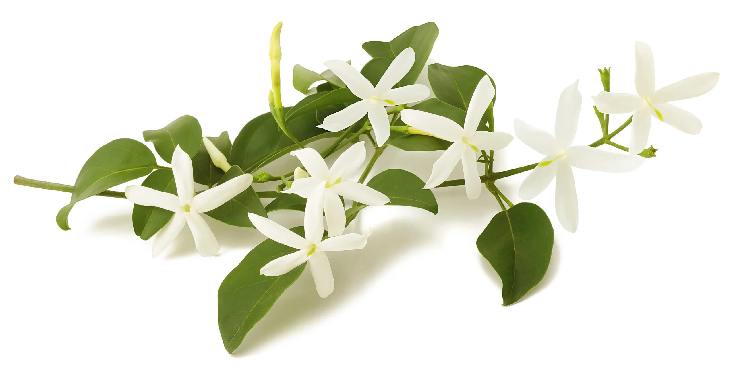 Fiori Gelsomini: una guida completa alla coltivazione e cura - Come sono i fiori del gelsomino fiori gelsomini - Come sono i fiori del gelsomino
