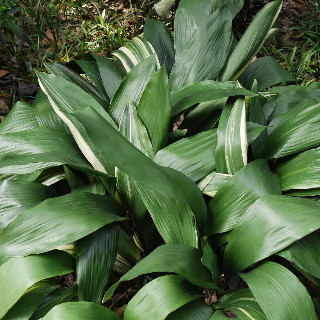 aspidistra fiore - Come sono i fiori dell Aspidistra