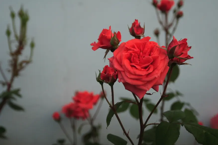 Fiori Rossi - Il fascino dei fiori rossi per ogni occasione - Come sono i fiori della rosa fiori rossi - Come sono i fiori della rosa