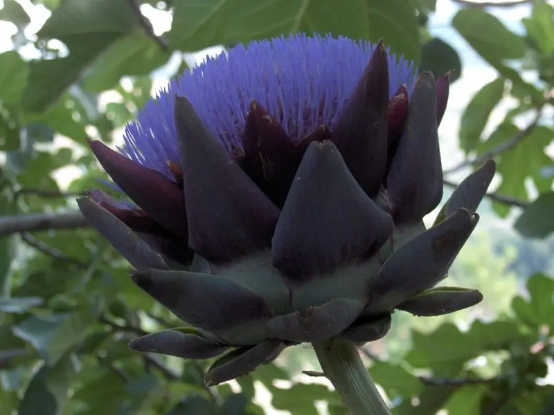 Fiore Carciofo: Un Ortaggio dal Cuore Floreale - Come sono i fiori di carciofo fiore carciofo - Come sono i fiori di carciofo