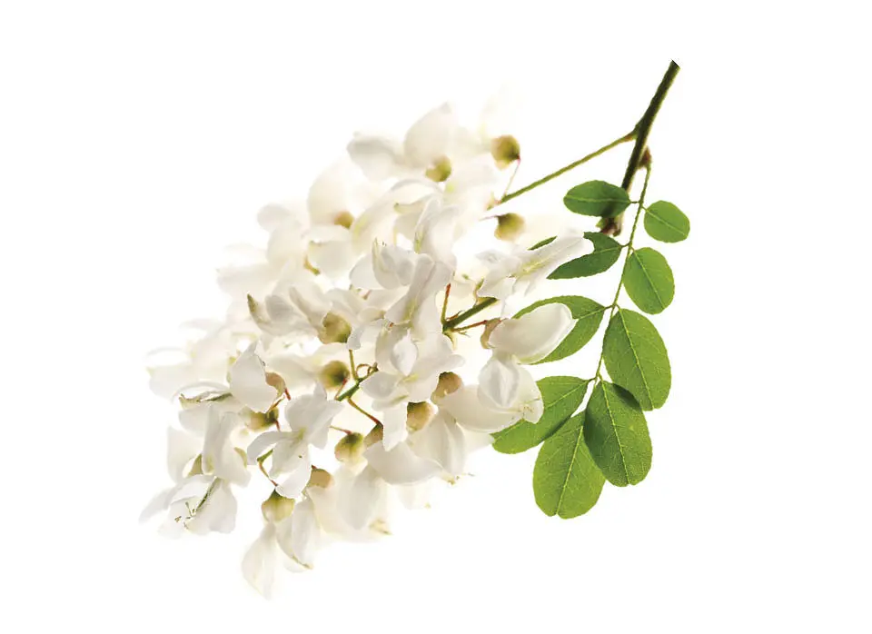 fiore di acacia - Come sono i fiori di robinia