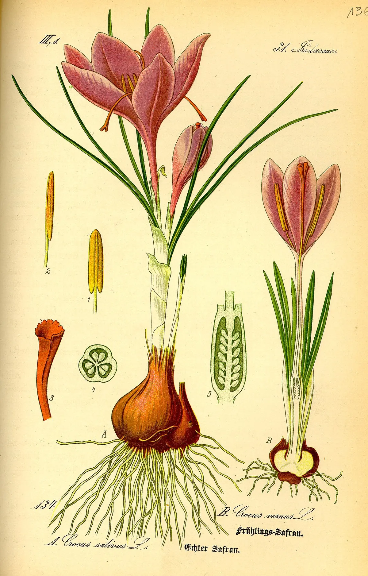 fiore zafferano - Come sono i fiori di zafferano