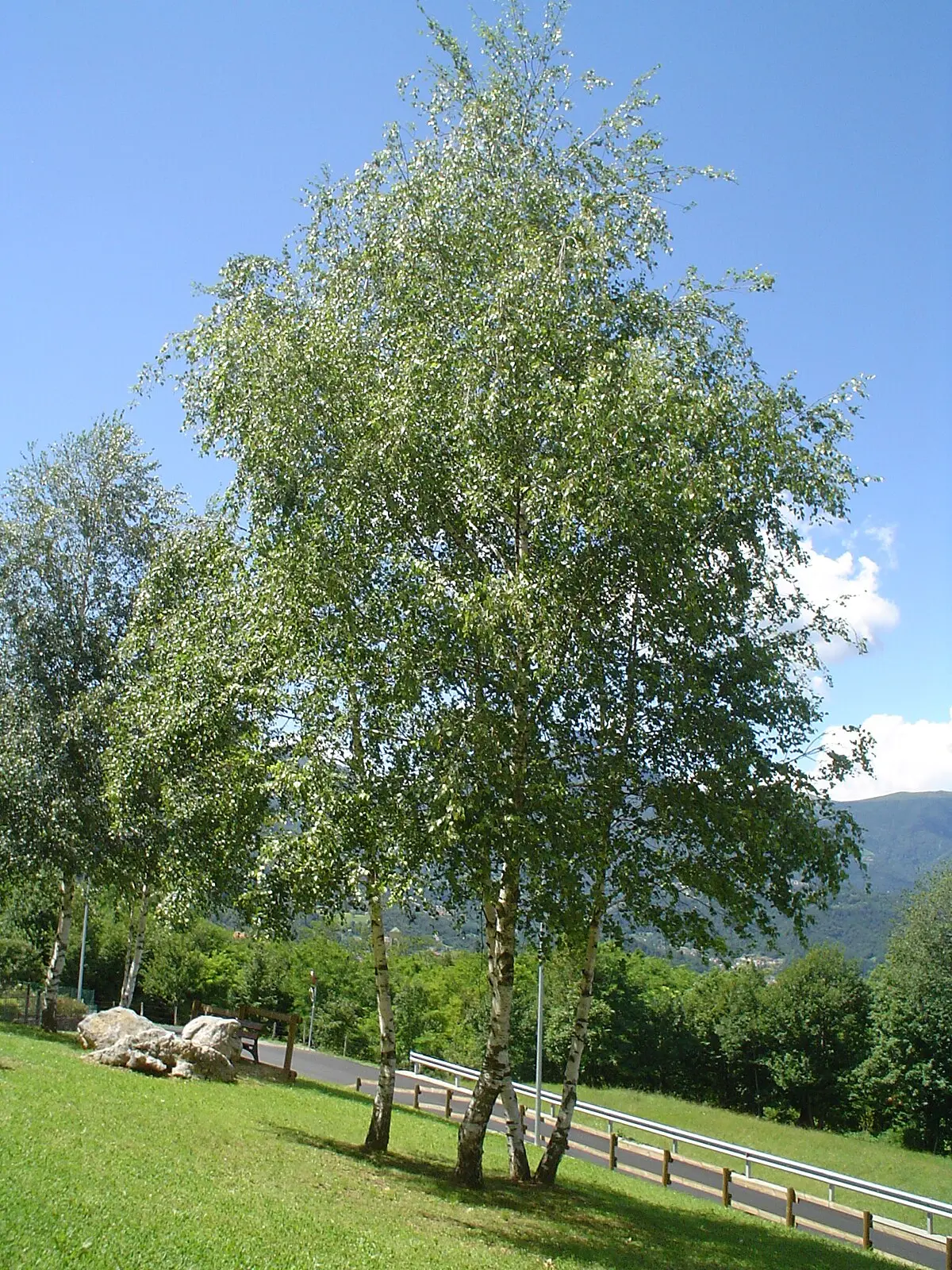 La betulla: una pianta dai fiori affascinanti - Come sono le piante di betulla betulla fiore - Come sono le piante di betulla