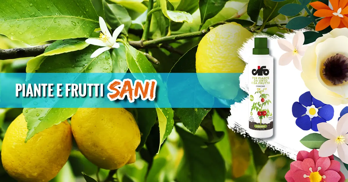 Asso di Fiori: il concime ideale per nutrire le tue piante - Come usare il concime Cifo asso di fiori - Come usare il concime Cifo