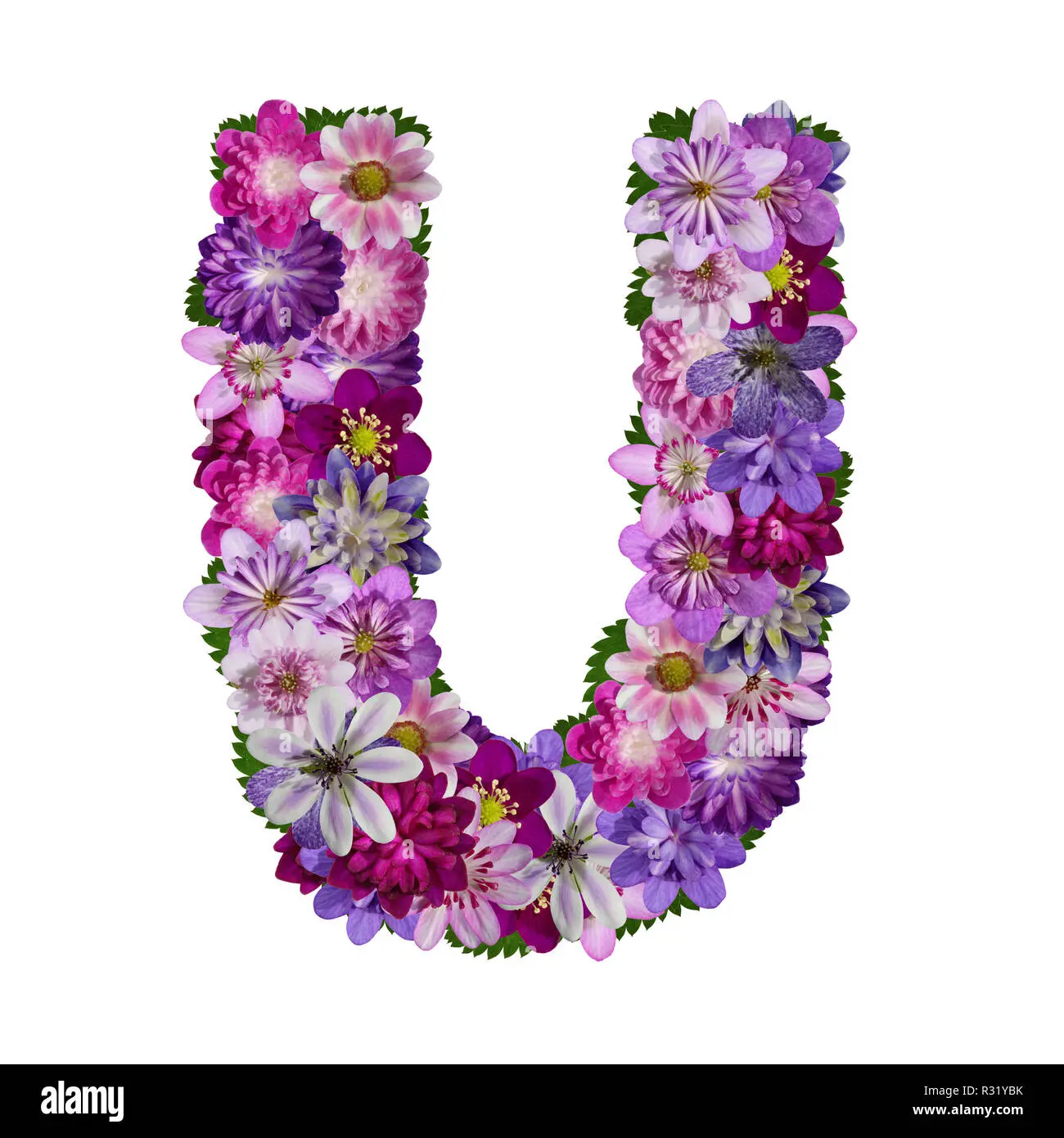 Fiori con la U: Scopri la bellezza delle piante che iniziano con la lettera U - Cosa che inizia con la U fiori con la u - Cosa che inizia con la U