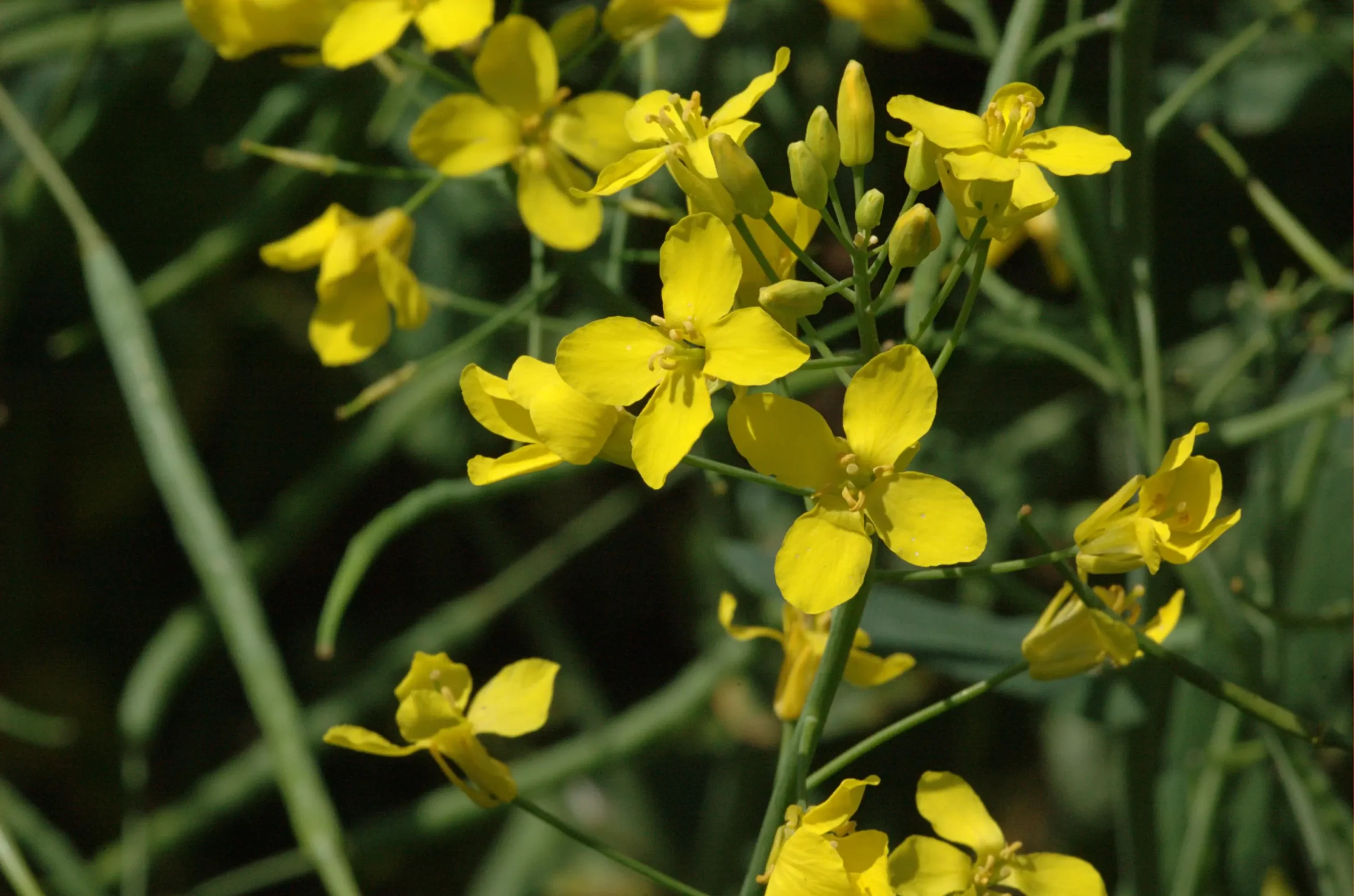 Fiori di Colza: il simbolo della primavera e l'importanza della coltivazione di questa pianta - Cosa ci si fa con la colza fiori di colza - Cosa ci si fa con la colza