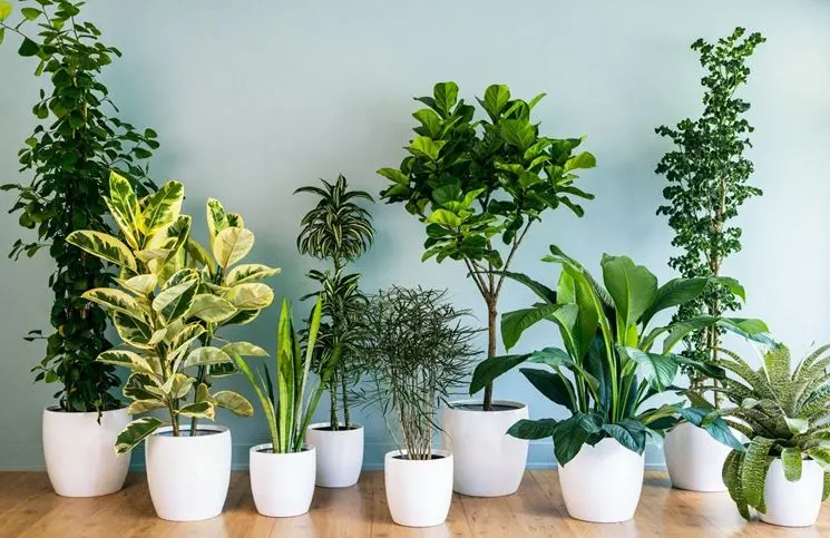 fiori da interno poca luce - Cosa coltivare con poca luce