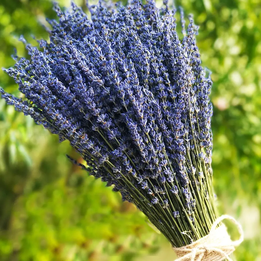 Fiori di Lavanda: Tradizione e Benefici - Cosa fare con i fiori di lavanda freschi fiori di lavanda - Cosa fare con i fiori di lavanda freschi