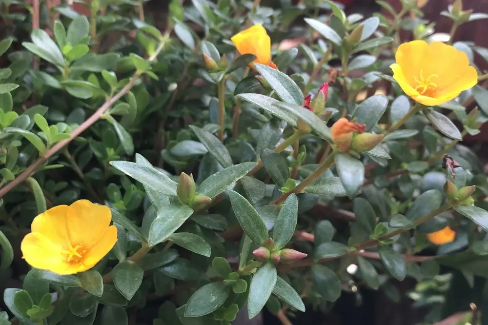 portulaca fiore - Cosa fare con la portulaca in inverno