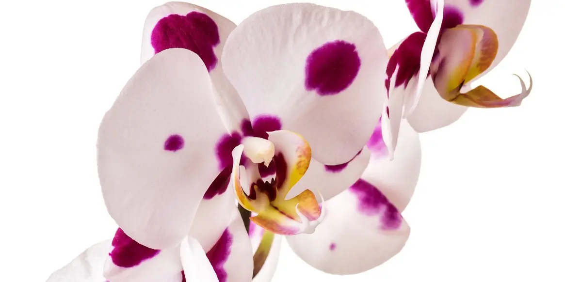 Fiore Orchidea: Significato e Cura - Cosa fare dopo che l'orchidea ha perso i fiori fiore orchidea - Cosa fare dopo che l'orchidea ha perso i fiori