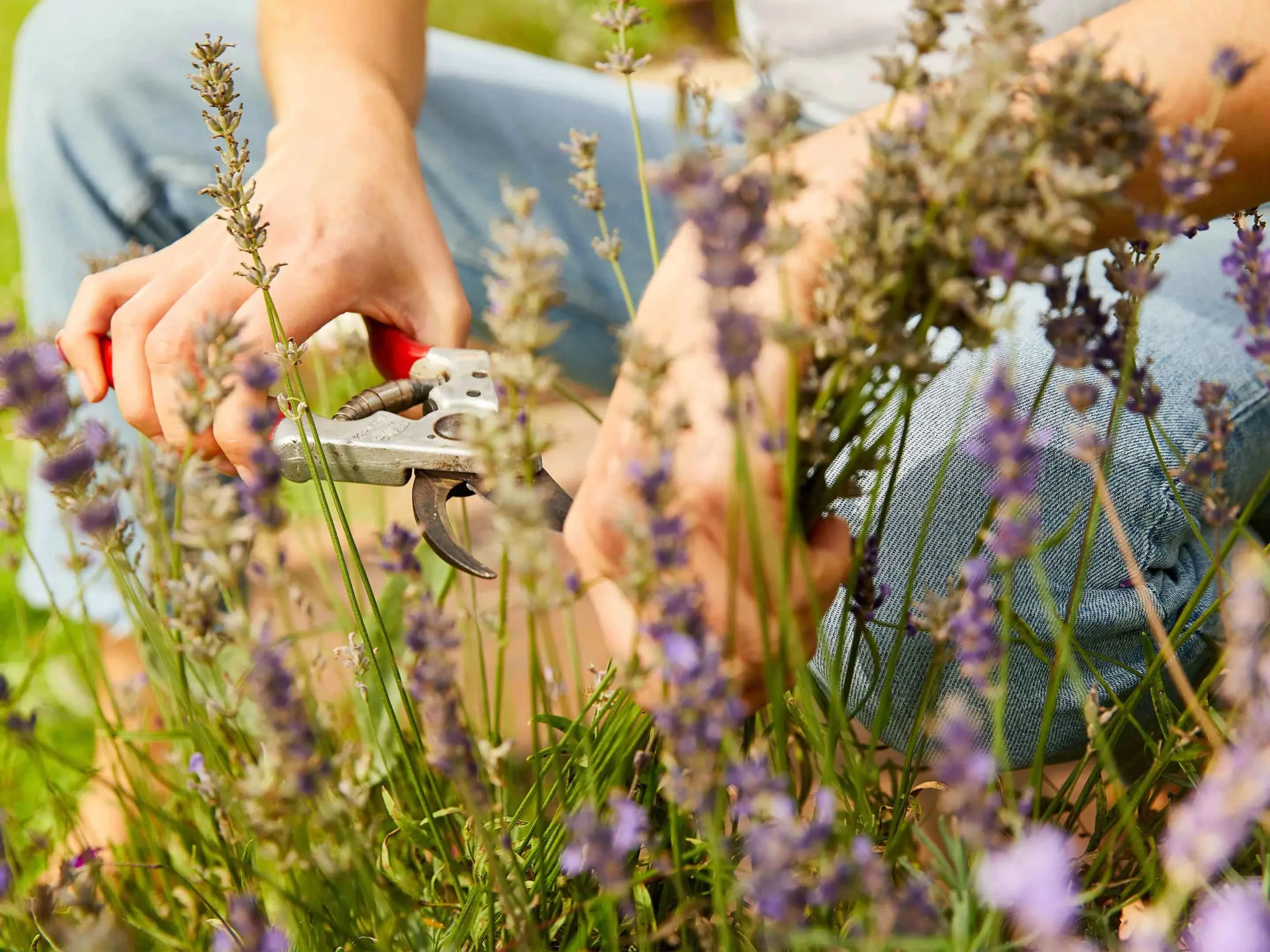 quando fiorisce la lavanda - Cosa fare quando la lavanda fiorisce