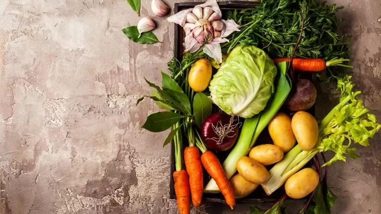 Fiori di Febbraio: Cosa piantare e come prendersene cura - Cosa piantare di fiori a febbraio fiori di febbraio - Cosa piantare di fiori a febbraio