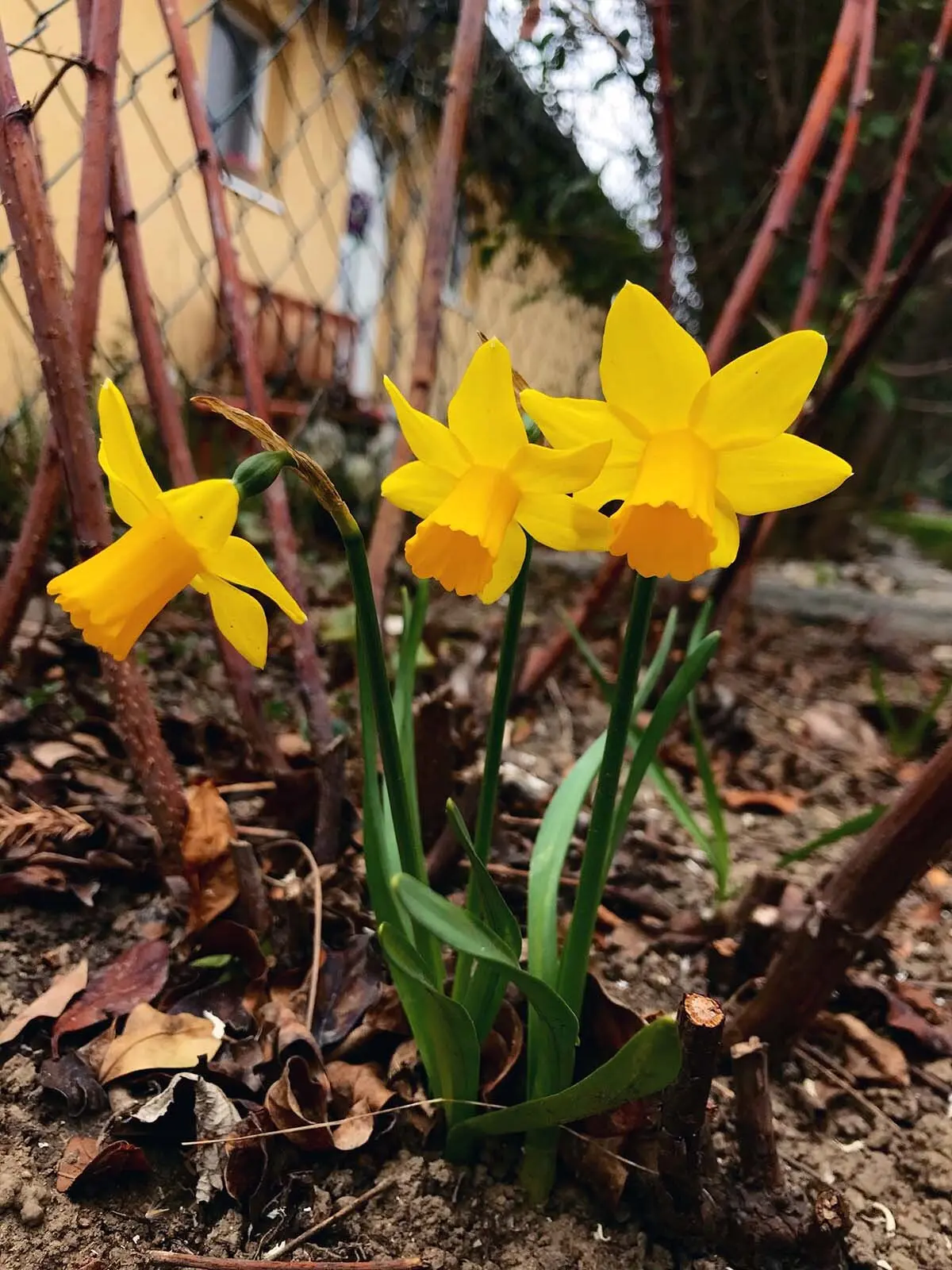 fiori gialli primaverili - Cosa servono i fiori di colza