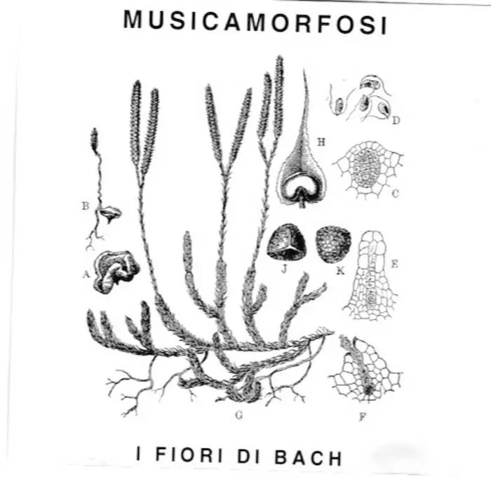 i fiori di bach - Cosa si cura con i fiori di Bach