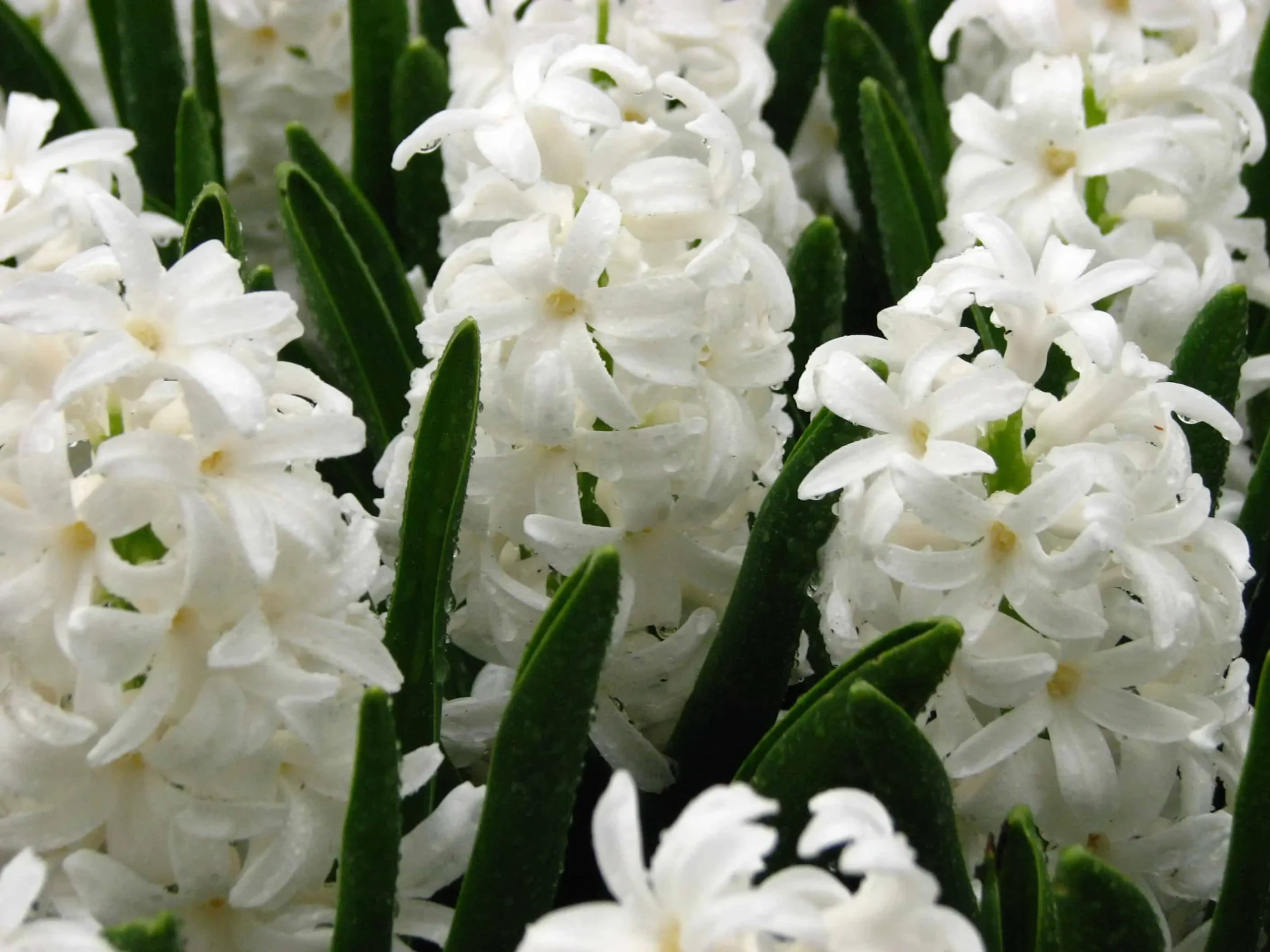 Fiorisce in pieno inverno: piante e fiori che resistono al freddo - Cosa si cura con la crioterapia cruciverba fiorisce in pieno inverno - Cosa si cura con la crioterapia cruciverba