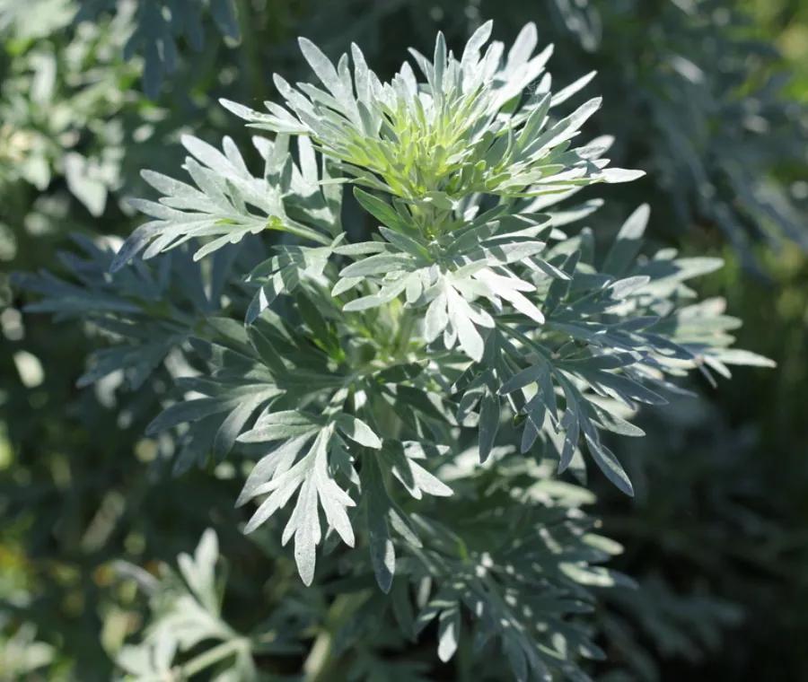artemisia fiore - Cosa si fa con l Artemisia