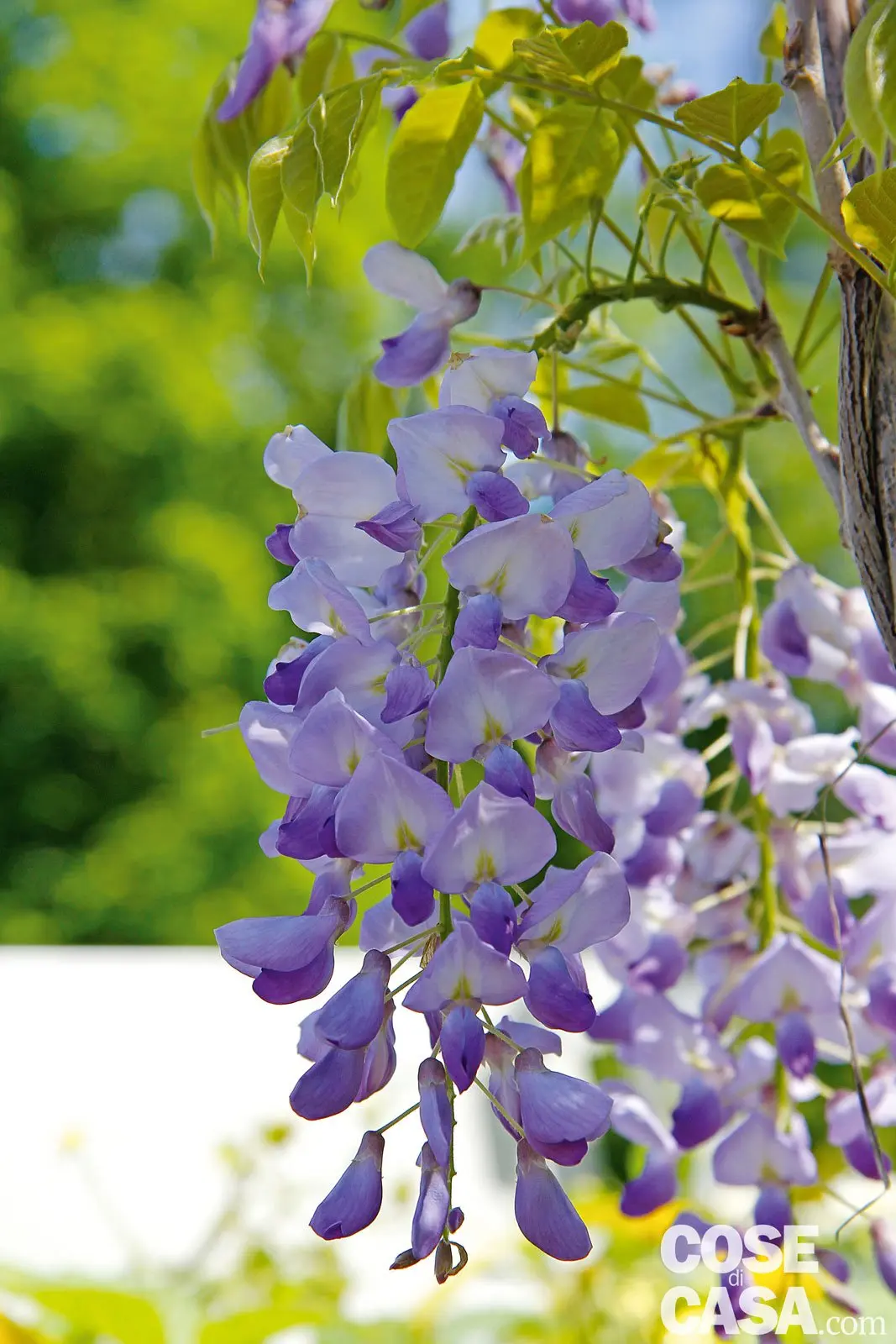 fiori glicine - Cosa si può fare con il fiore di glicine