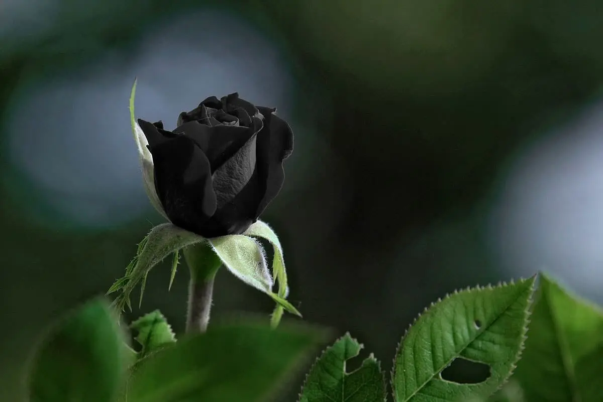 Fiori Neri: Significato e Tipi - Cosa significa fiore nero fiori neri - Cosa significa fiore nero