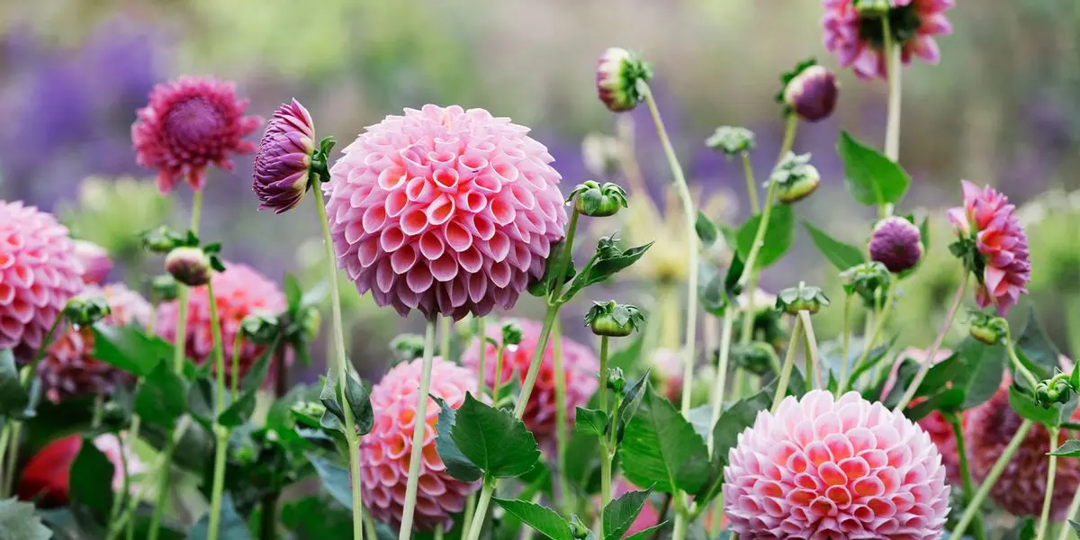 Fiore Dalie: Bellezza e Durata del Fiore - Cosa significa il fiore dalia fiore dalie - Cosa significa il fiore dalia