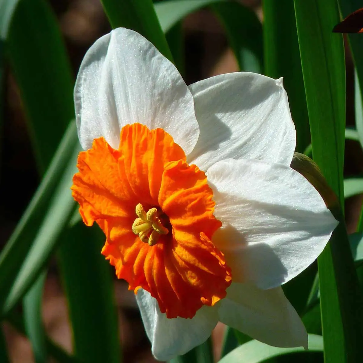 fiore di narciso - Cosa significa regalare un narciso