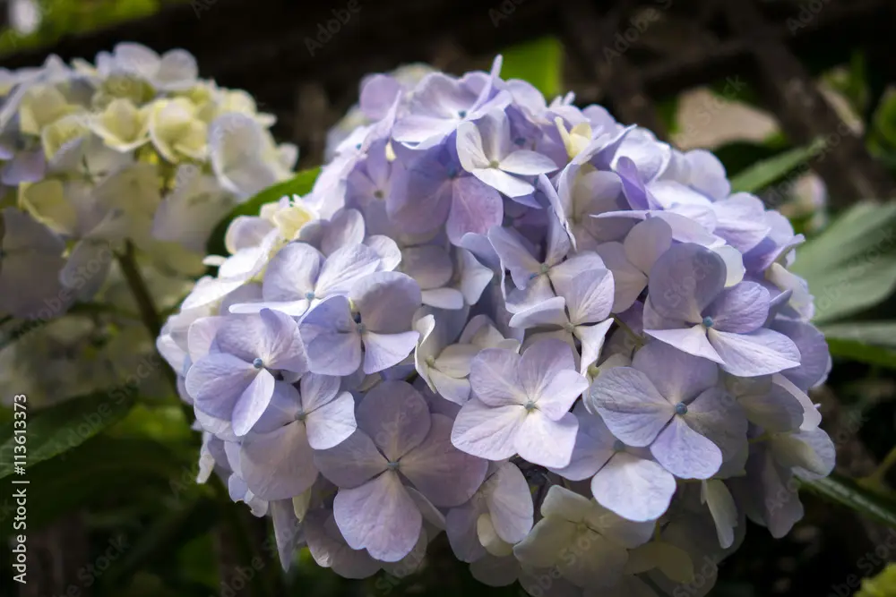 Il significato dei fiori di ortensia - Cosa simboleggia il fiore ortensia fiore ortensia - Cosa simboleggia il fiore ortensia