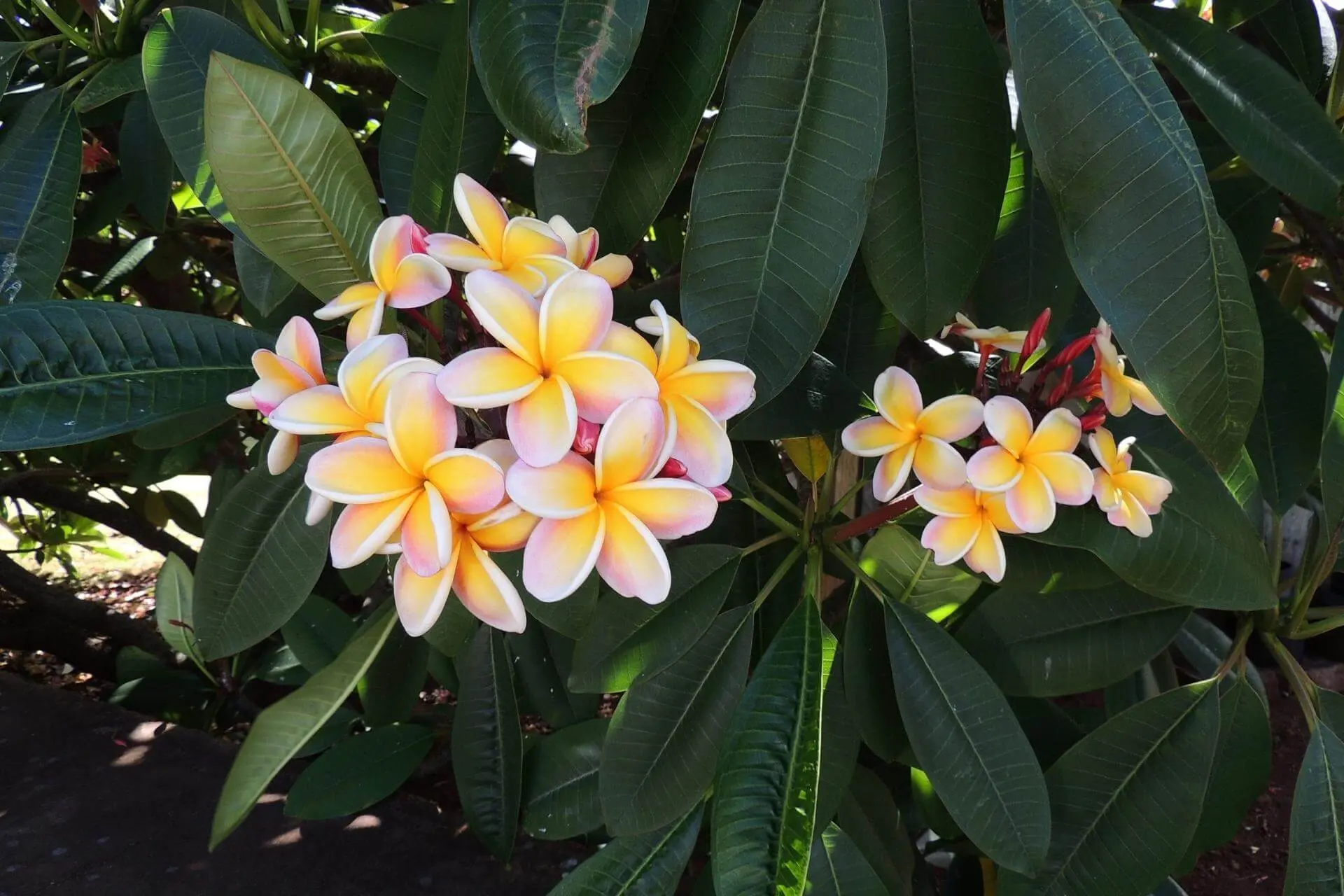 frangipani fiore - Cosa simboleggia il Frangipane