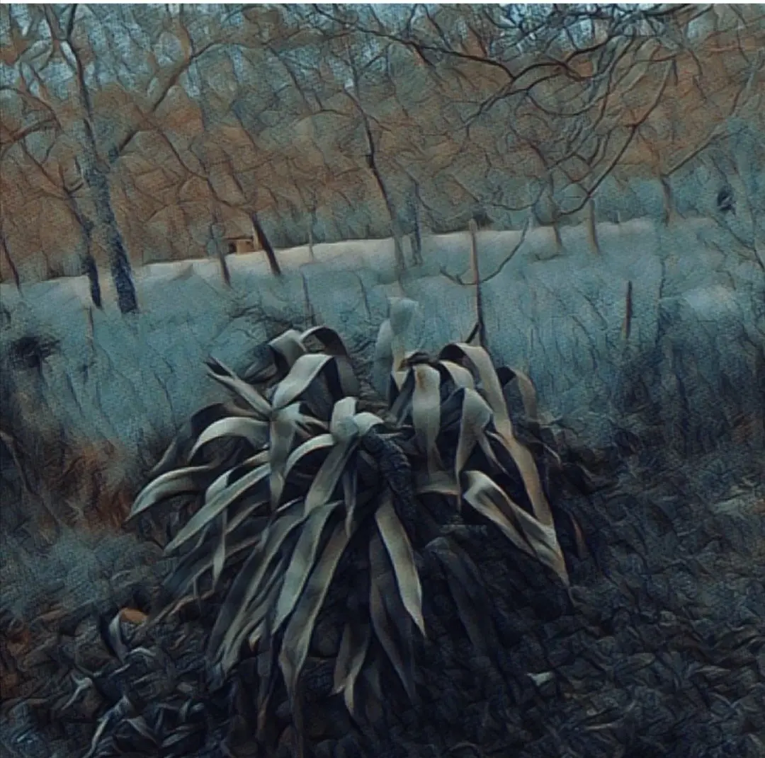 Agave fiori: simboli e leggende della pianta