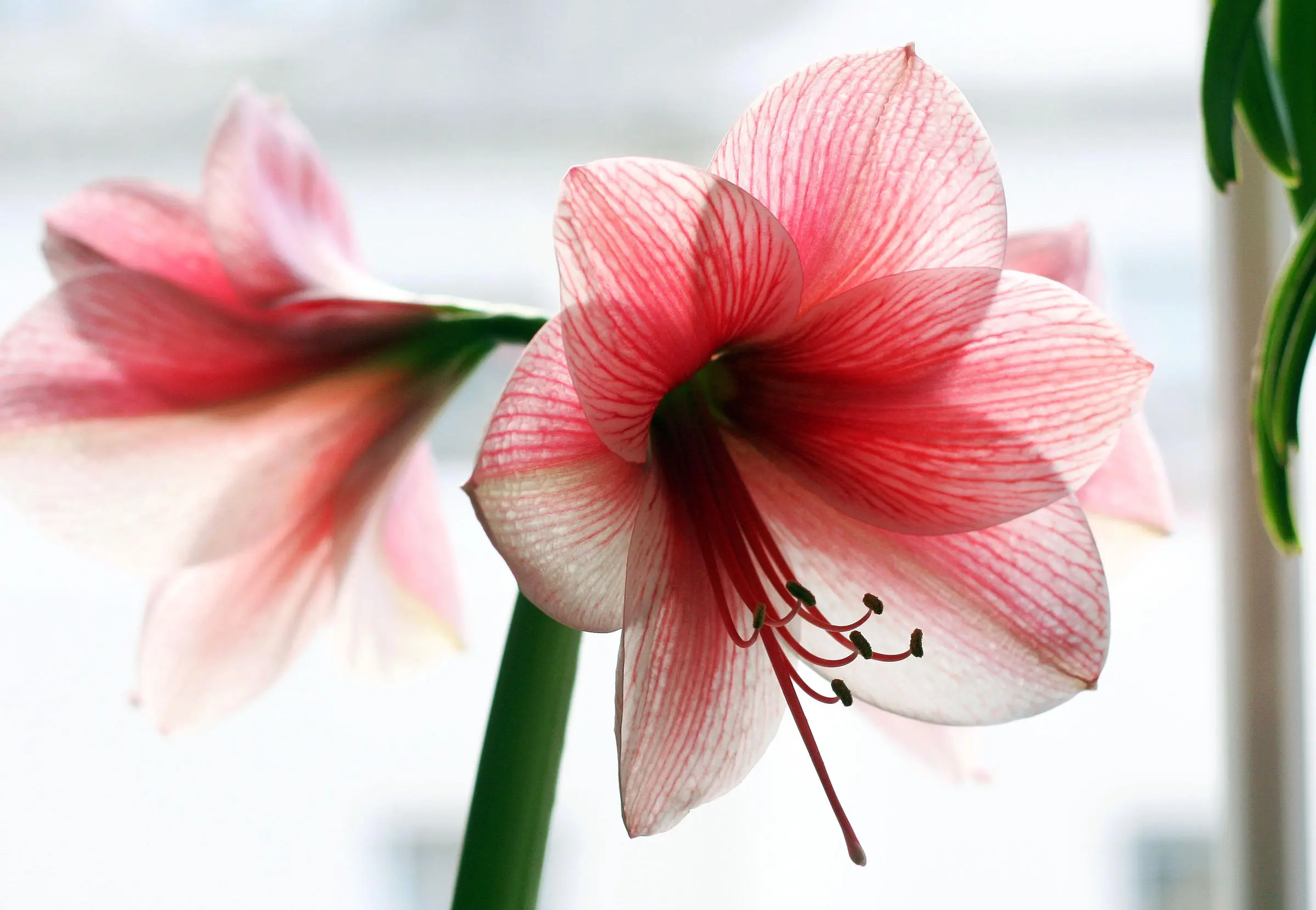 Amarillo Fiori: La bellezza dei fiori Amaryllis - Cosa simboleggia l Amaryllis amarillo fiori - Cosa simboleggia l Amaryllis