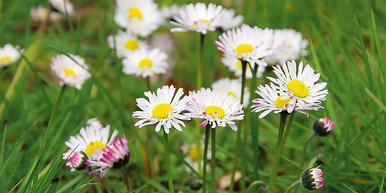Fiore di Prato: La bellezza dei fiori di campo - Cosa simboleggiano i fiori di campo fiore di prato - Cosa simboleggiano i fiori di campo