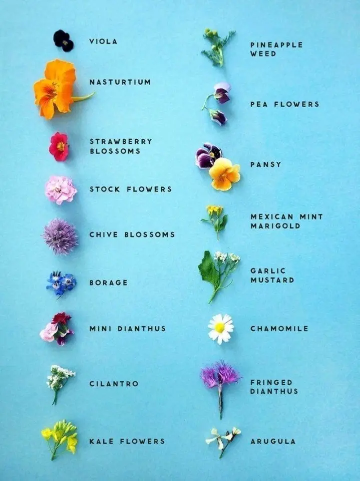 Fiori commestibili: scopri quali sono e come utilizzarli nella cucina - Cosa sono i fiori alimentari fiori commestibili - Cosa sono i fiori alimentari