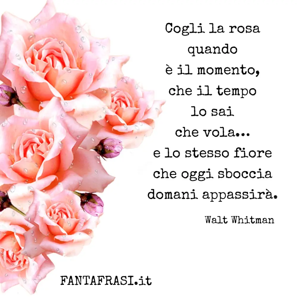 frasi belle fiore frasi sulle rose - Cosa suscita una rosa splendidamente fiorita