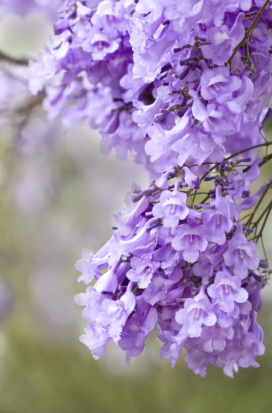 alberi con fiori violacei - Cosa vuol dire Jacaranda