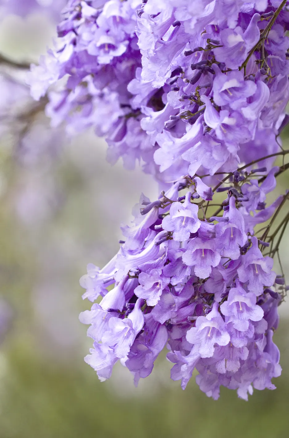 Alberi con Fiori Violacei: La Bellezza della Jacaranda - Cosa vuol dire Jacaranda alberi con fiori violacei - Cosa vuol dire Jacaranda