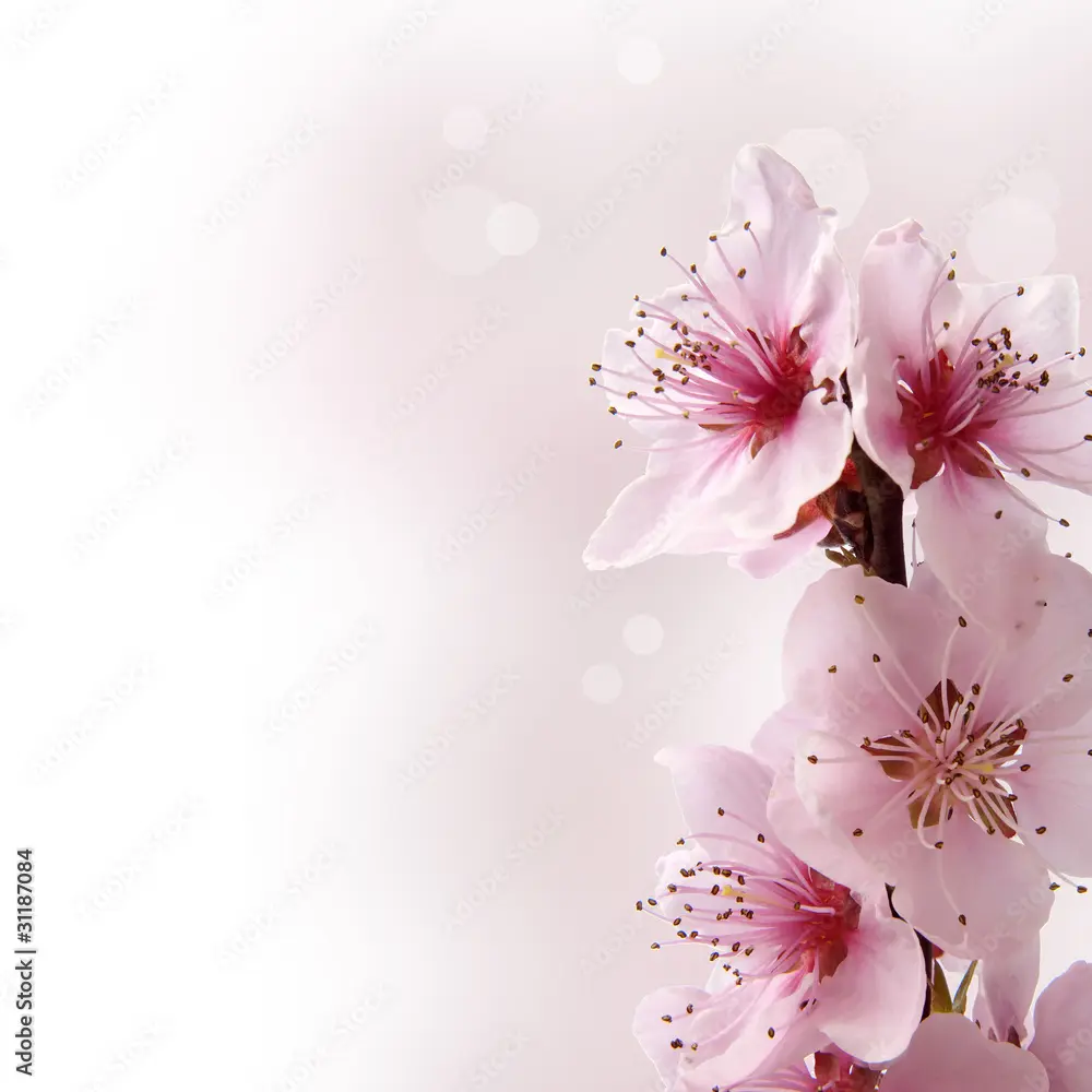 Sfondo fiori rosa: significato, usi e idee creative