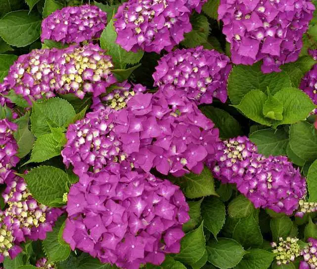 Il significato dei fiori di ortensia - Dove deve stare l ortensia fiore ortensia - Dove deve stare l ortensia