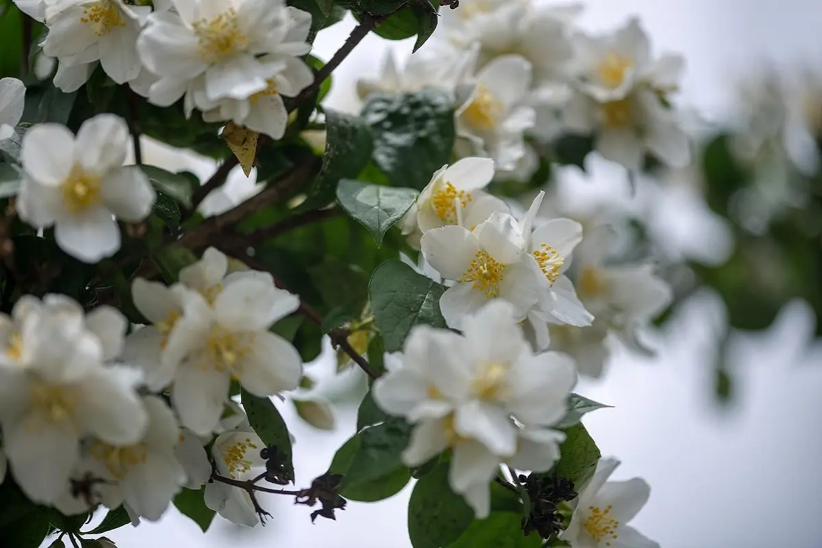 Fiore dell'Angelo: il profumo dell'estate - Dove piantare Filadelfo fiore dell angelo - Dove piantare Filadelfo