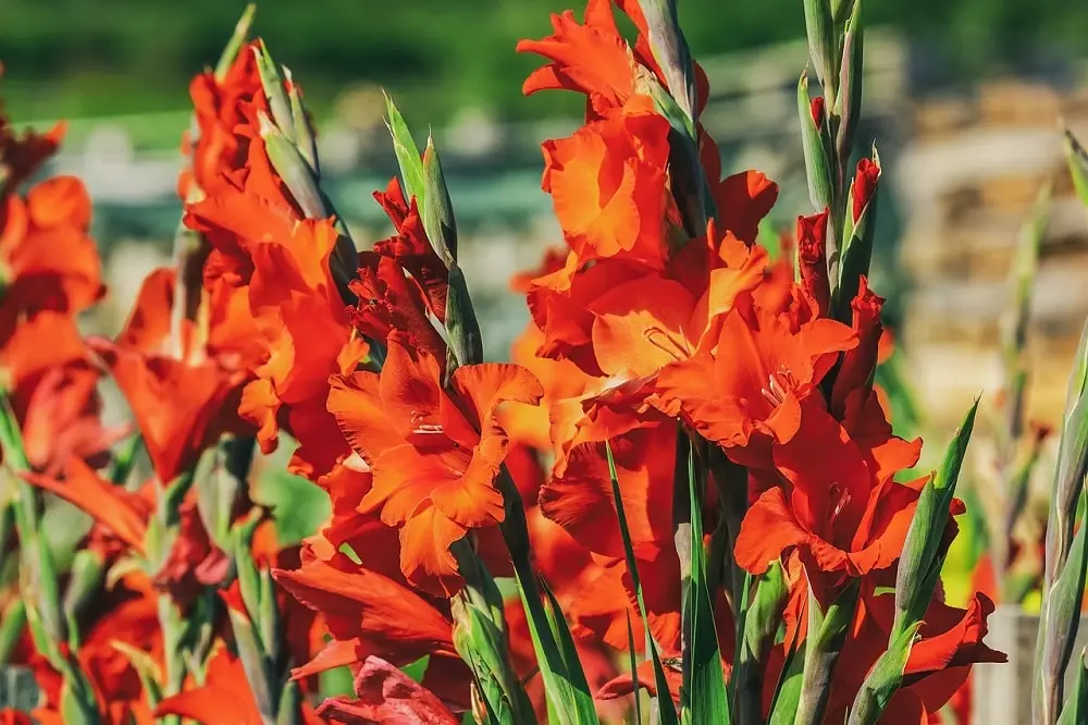 Gladioli Fiori: Quando e Dove Piantarli - Dove piantare i gladioli gladioli fiori - Dove piantare i gladioli