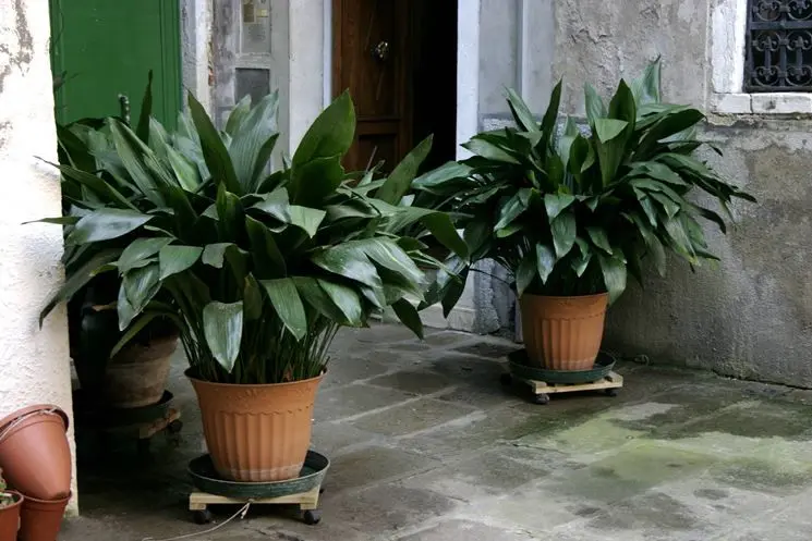 aspidistra fiore - Dove posizionare la Aspidistra