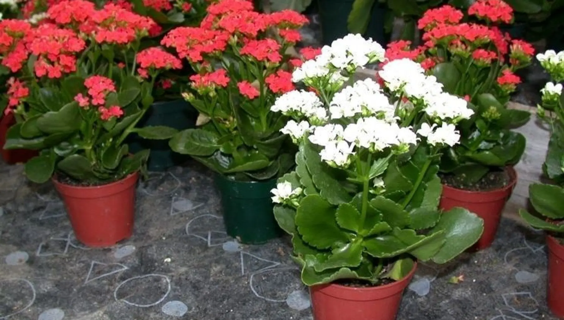 piante grasse con fiori - Dove posizionare la Kalanchoe in casa