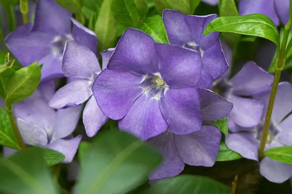 fiori di vetro - Dove posizionare la Vinca