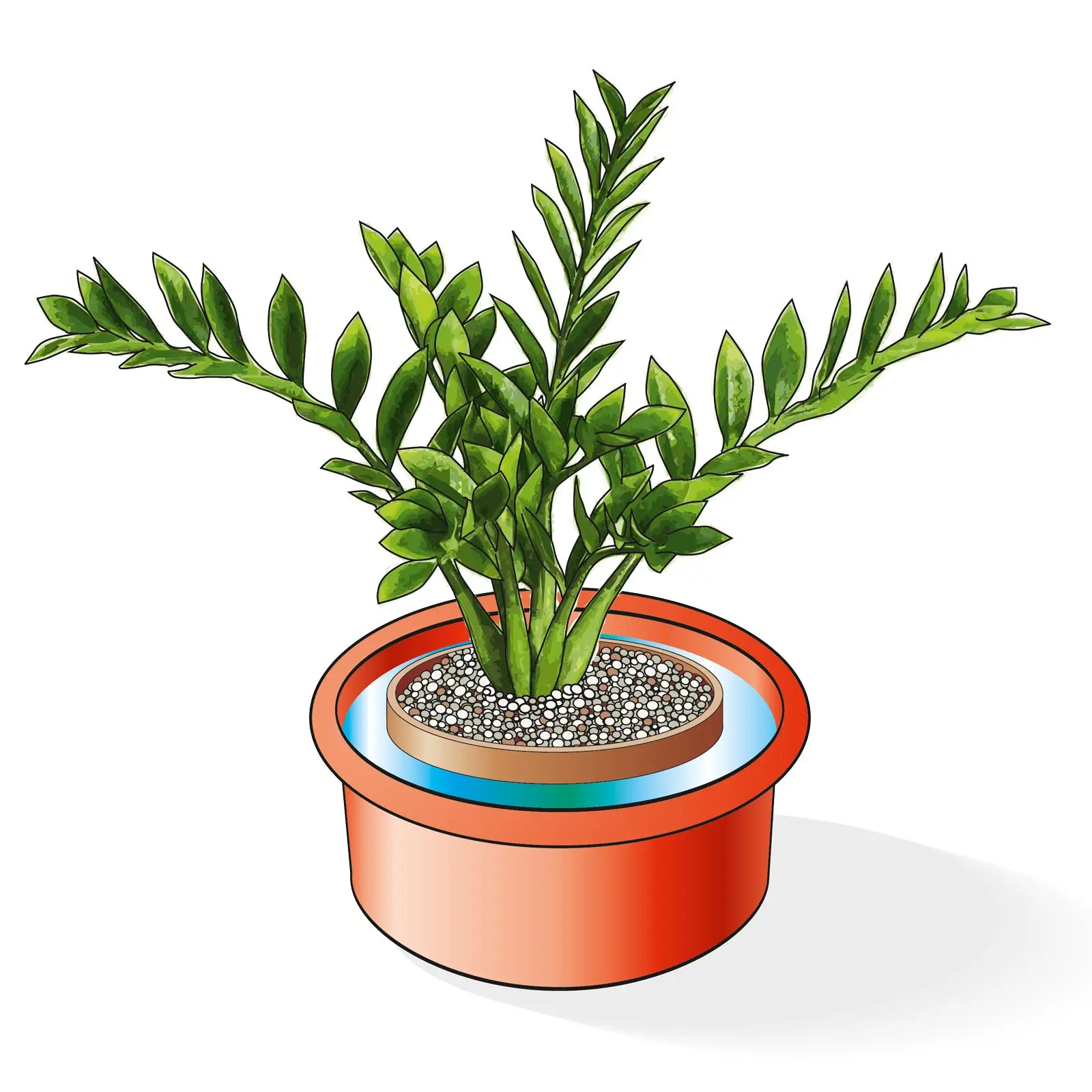 Zamioculcas Fiore: la pianta ornamentale dalla bellezza unica - Dove posizionare Zamioculcas zamioculcas fiore - Dove posizionare Zamioculcas