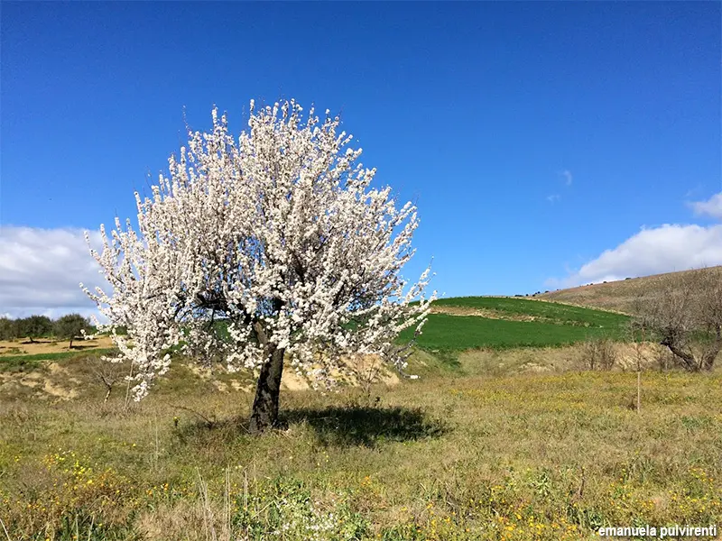 il mandorlo in fiore - Dove si festeggia il mandorlo in fiore