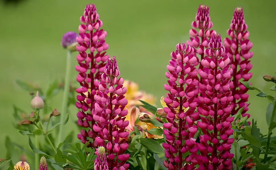 Lupino Fiore: Un'Introduzione alla Pianta e alla Sua Coltivazione - Dove si piantano i lupini lupino fiore - Dove si piantano i lupini