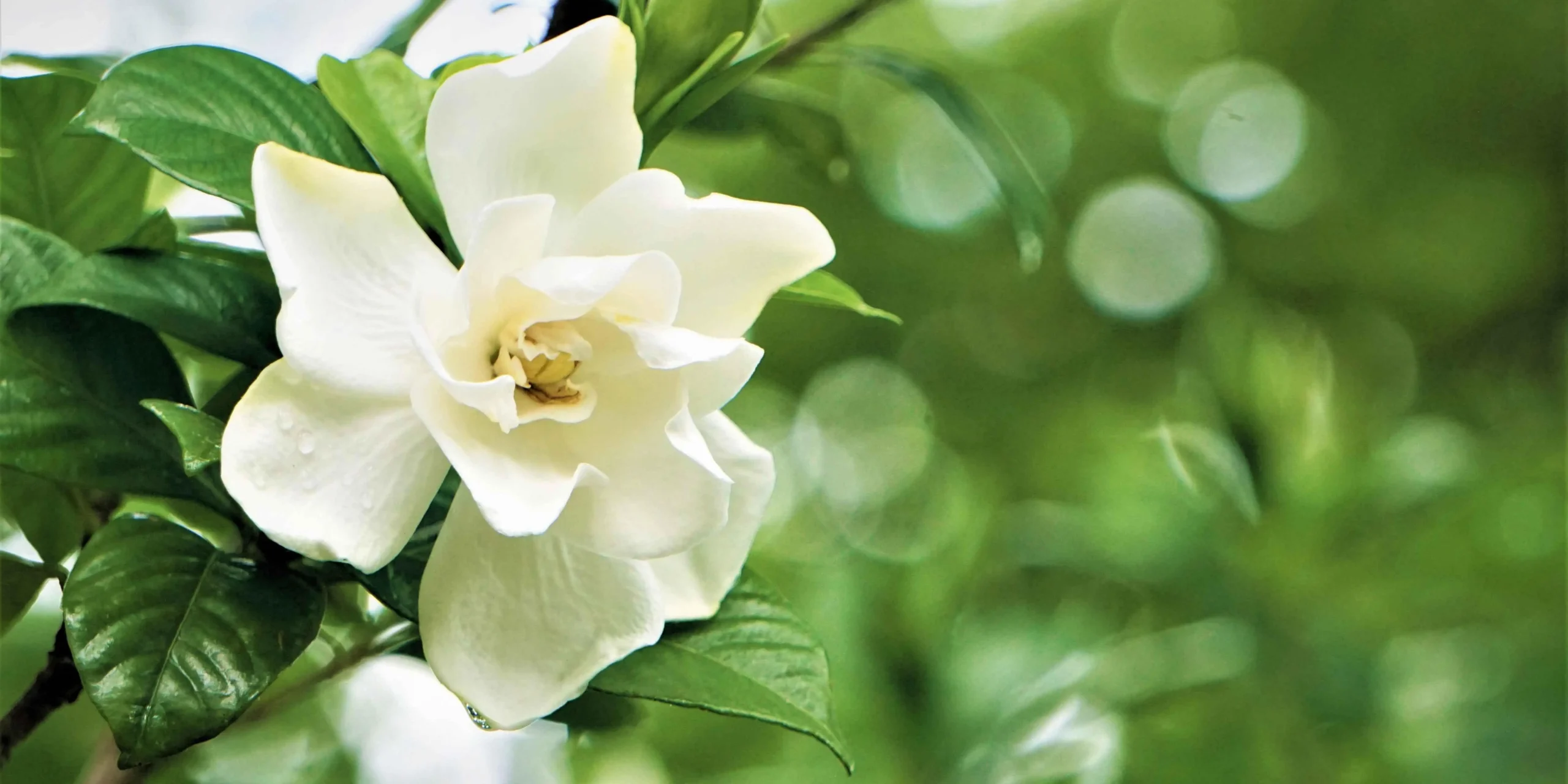Gardenia Fiore: Come curarla e coltivarla al meglio - Dove si tiene la gardenia in inverno gardenia fiore - Dove si tiene la gardenia in inverno
