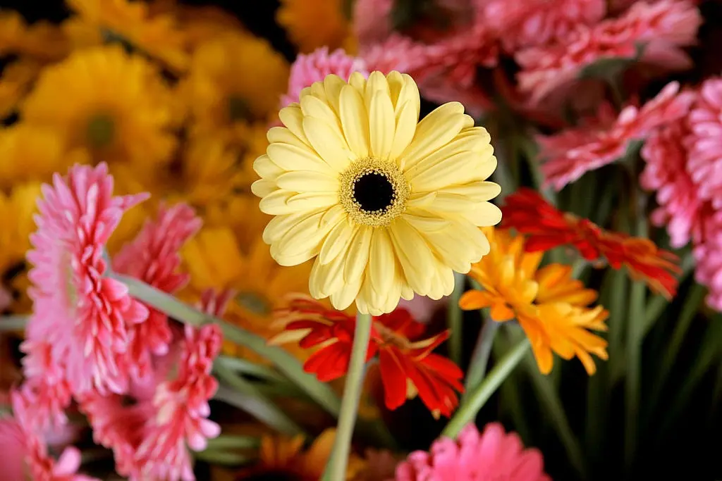 Gerbera Fiore: Un simbolo di allegria e vitalità - Dove si tiene la gerbera gerbera fiore - Dove si tiene la gerbera