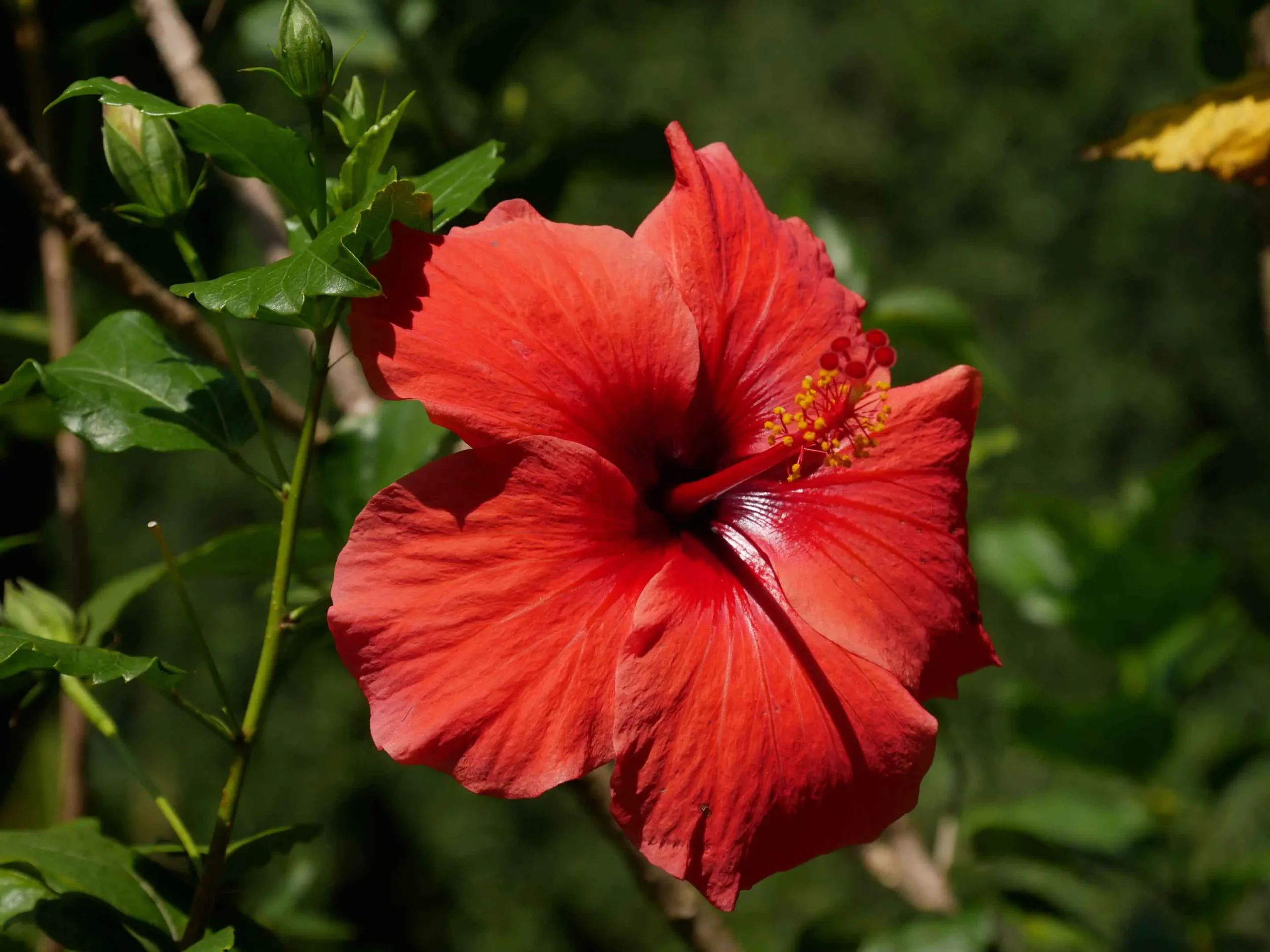 fiore ibisco - Dove tenere l ibisco