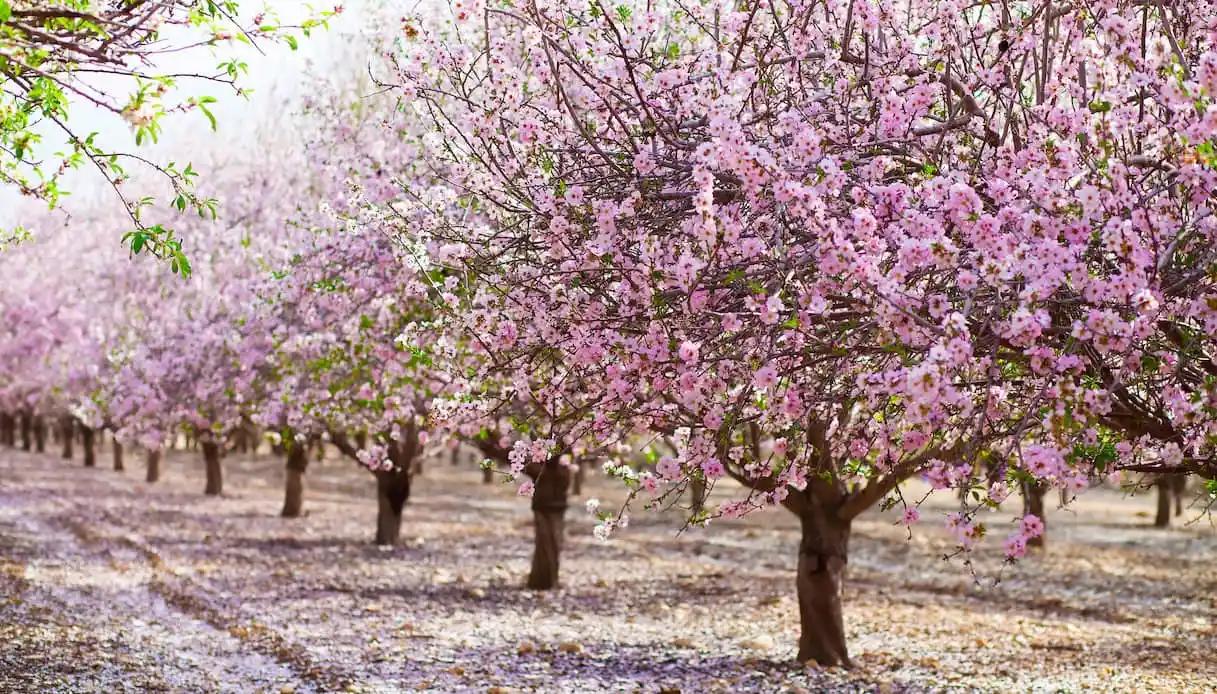Mandorli in fiore in Sicilia: un'esperienza unica da non perdere - Dove vedere i mandorli in fiore in Sicilia mandorli in fiore - Dove vedere i mandorli in fiore in Sicilia