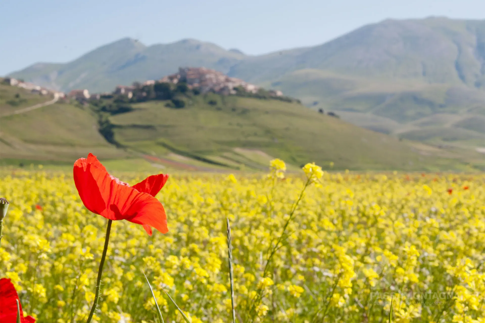 Fiorita di Castelluccio: uno spettacolo naturale unico - Dove vedere la Fiorita fiorita di castelluccio - Dove vedere la Fiorita